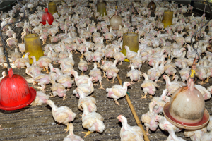 macrogranjas gripe aviar