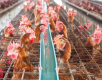 gripe aviar en macrogranjas