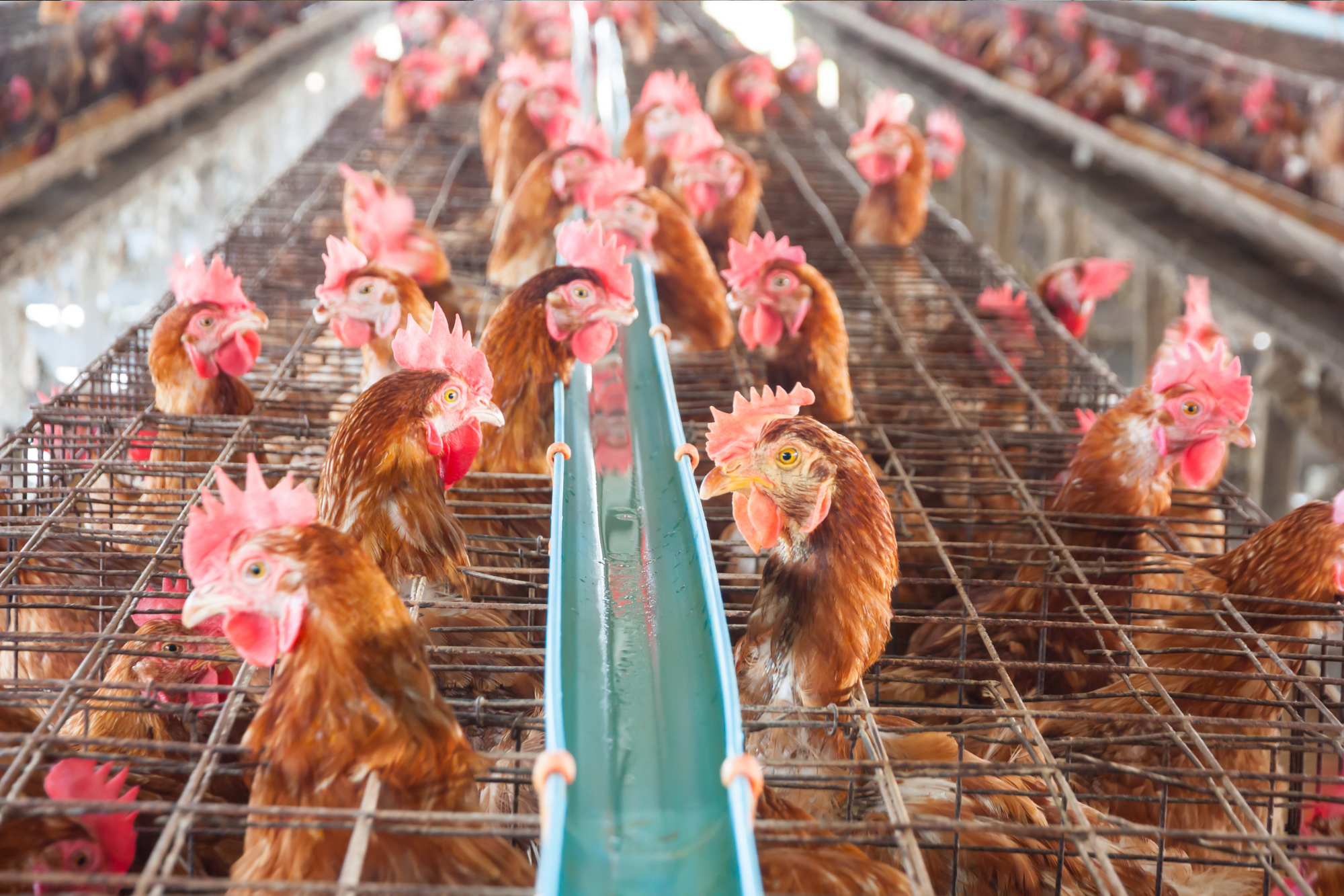 gripe aviar en macrogranjas