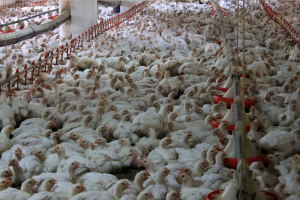 macrogranjas y gripe aviar